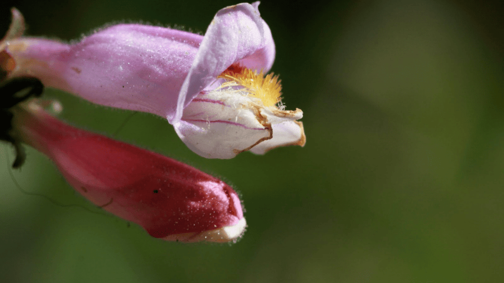 Hummingbird Highrise Native Plant Collection for Hummingbirds