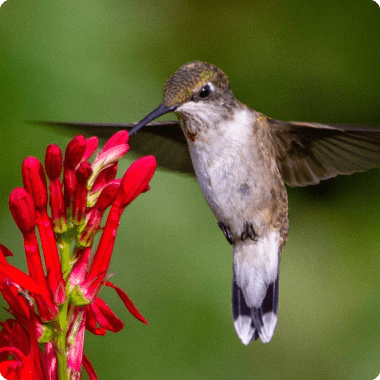 Shop Native Plants for Hummingbirds - Garden for Wildlife