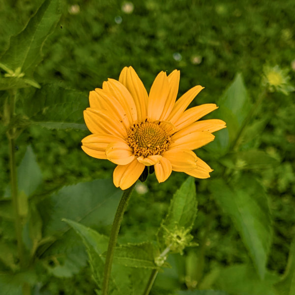 Oxeye Sunflower Plant Sets