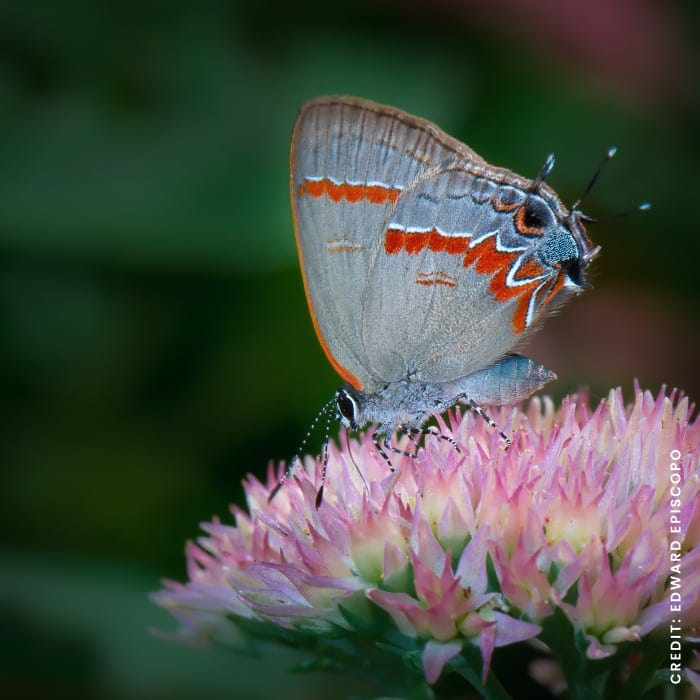 Grey butterfly on a flower 