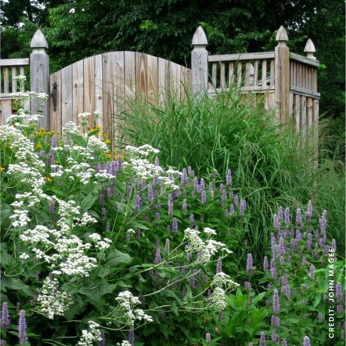 Garden with wooden fence 