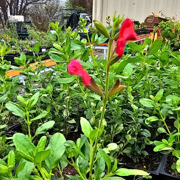 cinnamon sage plant Autumn Sage Plant Sets