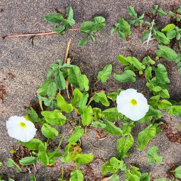 Beach Morning Glory Vine