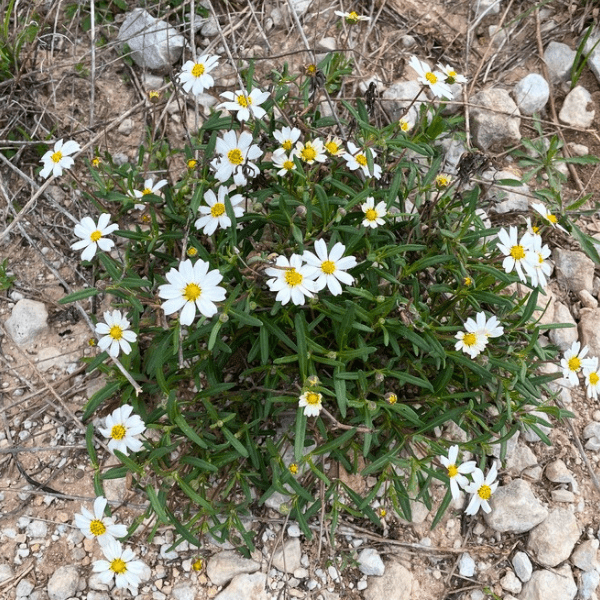 Blackfoot Daisy Plant Sets