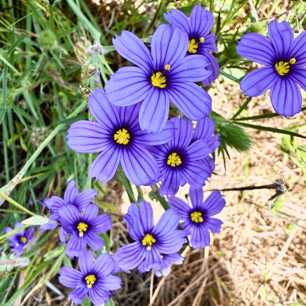 Blue-Eyed Grass Plant Sets