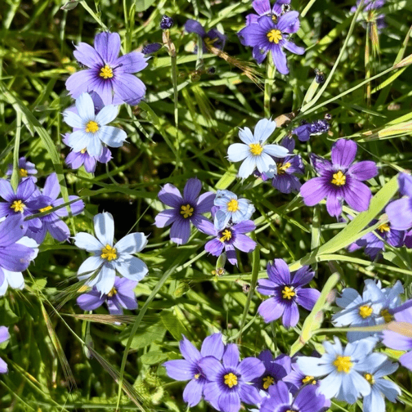 Blue-Eyed Grass Plant Sets