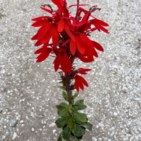 Cardinal Flower Plant Sets