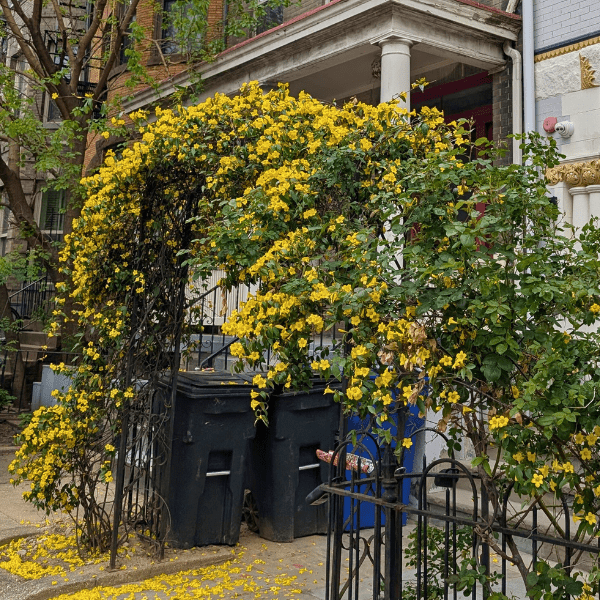 Carolina Jessamine Vine