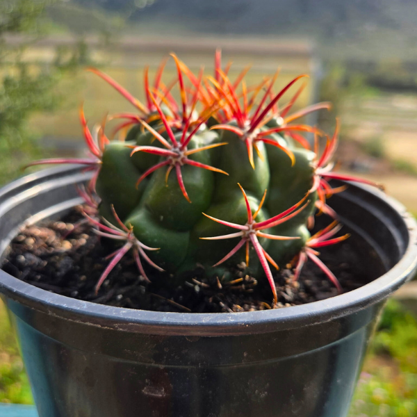 Coast Barrel Cactus