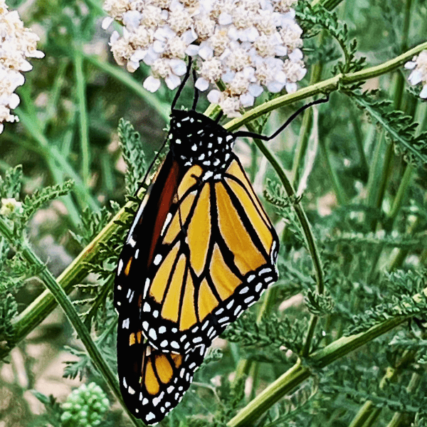 Common Yarrow Plant Sets