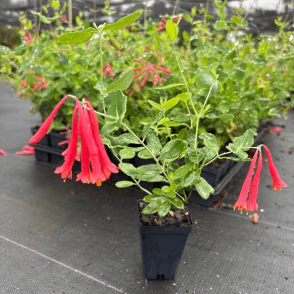 honeysuckle plant pot Coral Honeysuckle Vine Plant Sets