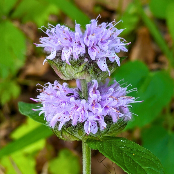 Downy Woodmint Plant Sets