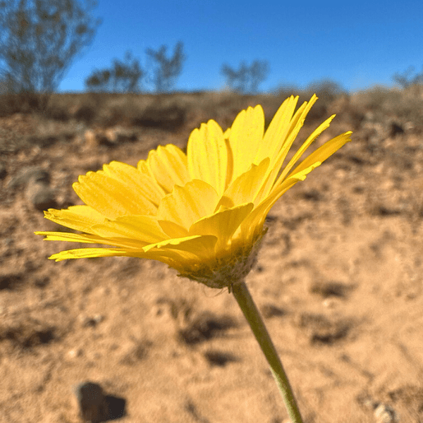 Desert Marigold Plant Sets