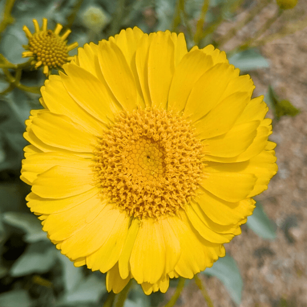 desert marigold seeds Desert Marigold Plant Sets