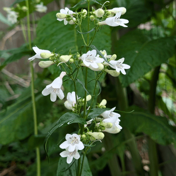 Foxglove Beardtongue Plant Sets