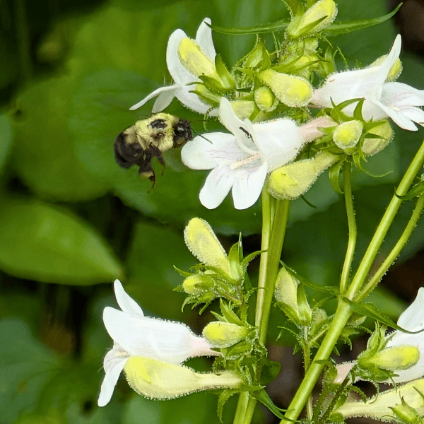 Planetware チューニングフォーク (venus) 約20cm Foxglove Beardtongue Plant Sets