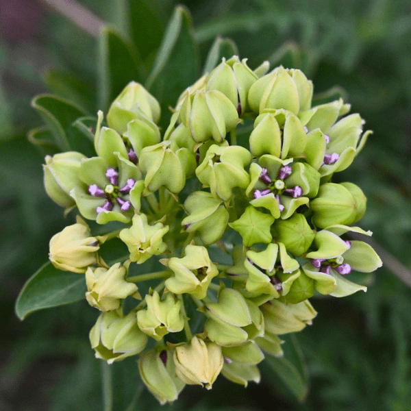 spider milkweed plant Green Milkweed Plant Sets
