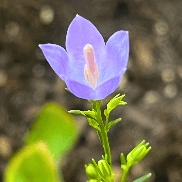 Harebell Plant Sets