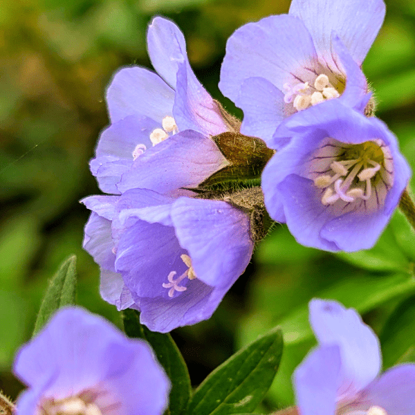 Jacob's Ladder Plant Sets