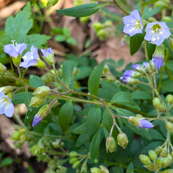Jacob's Ladder Plant Sets