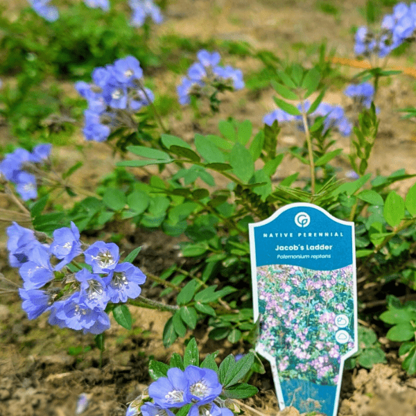 Jacob's Ladder Plant Sets