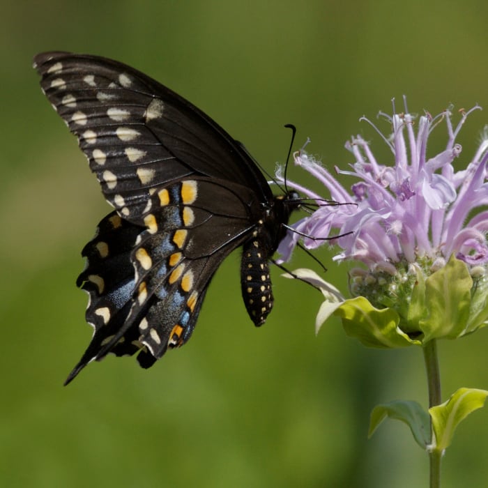 Black butterfly on flower 