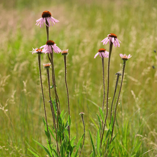 Narrowleaf Coneflower Plant Sets