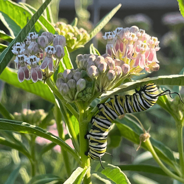 Narrowleaf Milkweed Plant Sets