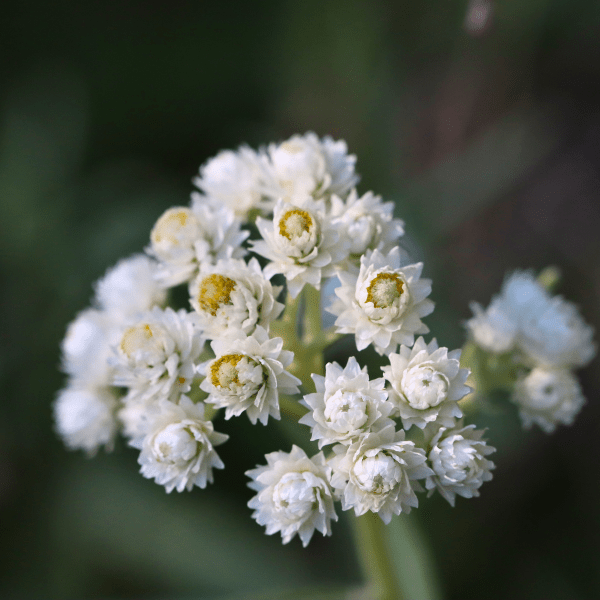 Pearly Everlasting Plant Sets
