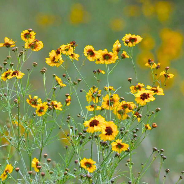 coreopsis flower seeds Plains Coreopsis Plant Sets