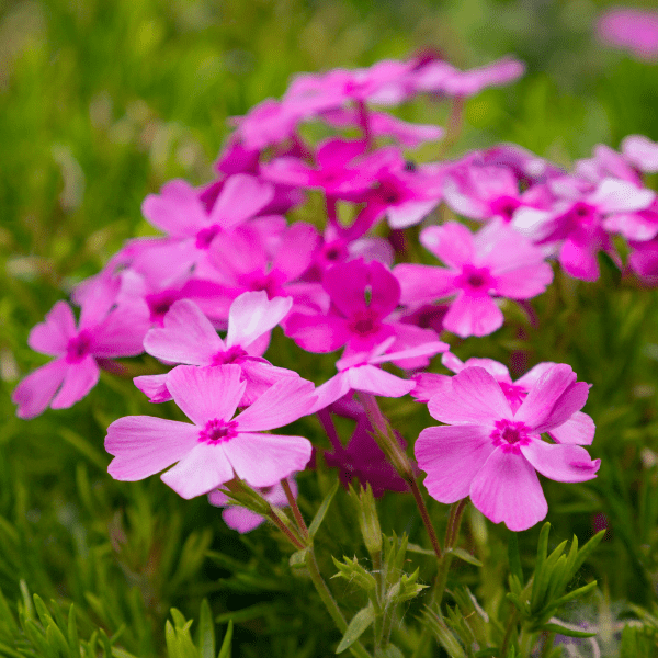 Prairie Phlox Plant Sets