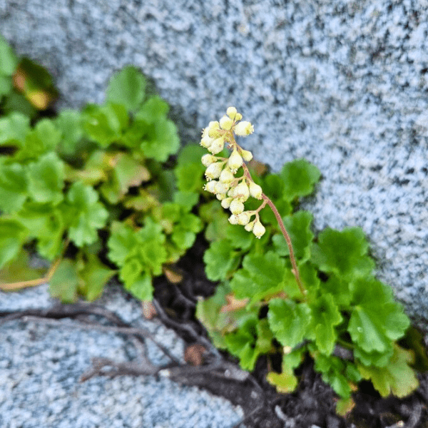 Roundleaf Alumroot Plant Sets