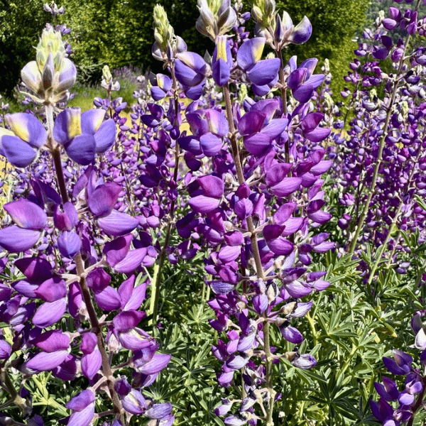 Silver Lupine Plant Sets