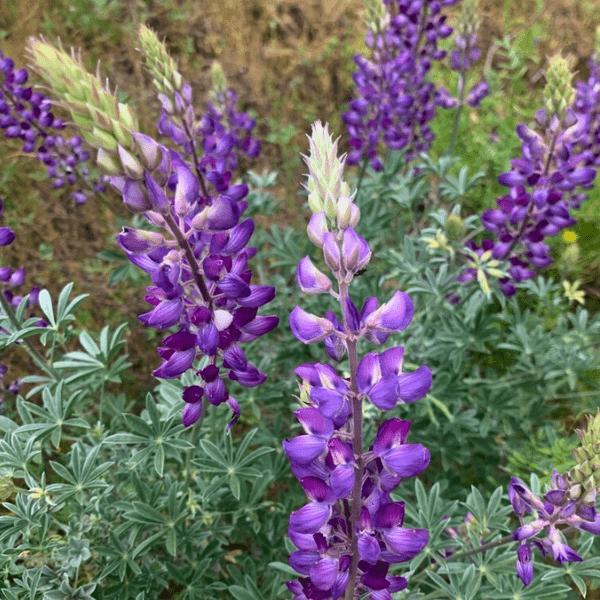 Silver Lupine Plant Sets