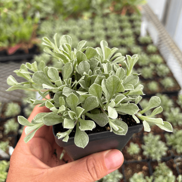 Small-Leaf Pussytoes Plant Sets