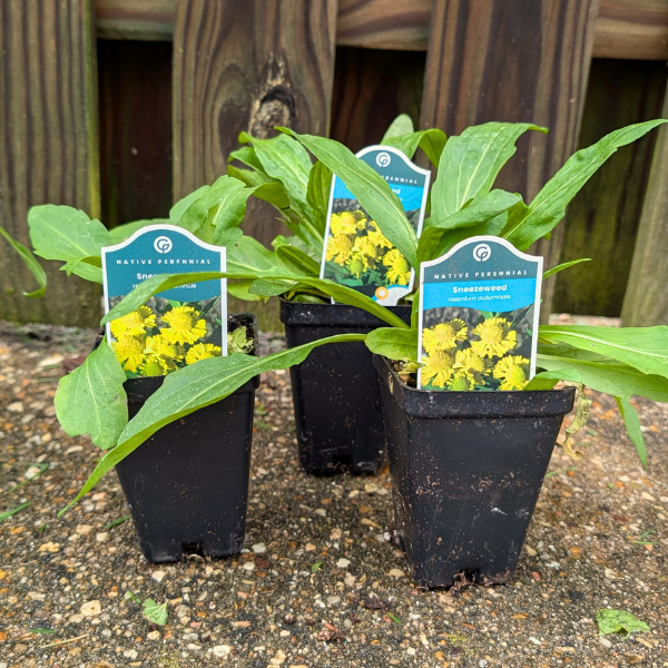 Sneezeweed Plant Sets