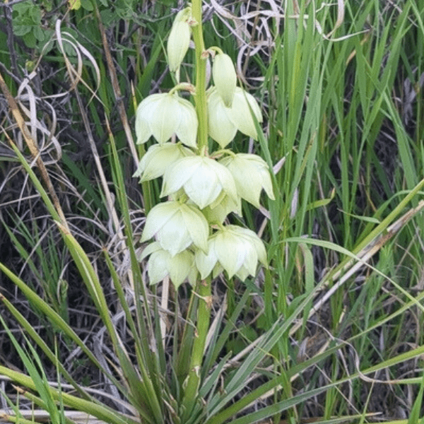 Soapweed Yucca Shrub