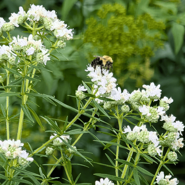 Virginia Mountain Mint Plant Sets
