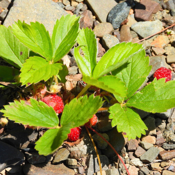 Wild Strawberry Plant Sets
