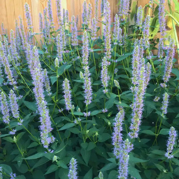 lavender hyssop plant Anise Hyssop Plant Sets