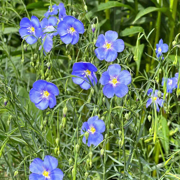 linseed plant Blue Flax Plant Sets