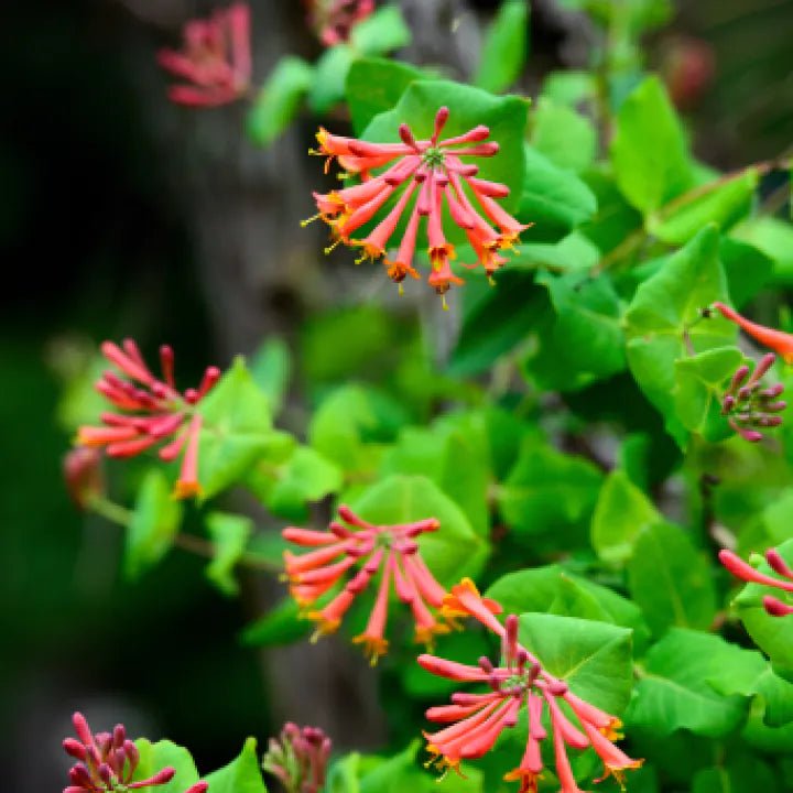 Coral Honeysuckle Plant Sets Plants - Garden for Wildlife