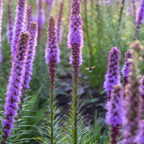 Dense Blazing Star Plant Sets