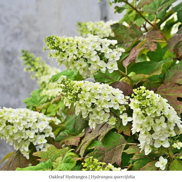 Oakleaf Hydrangea Shrub Garden for Wildlife
