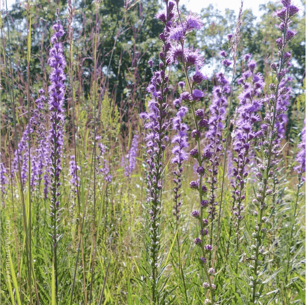rough-blazing-star-plant-sets-