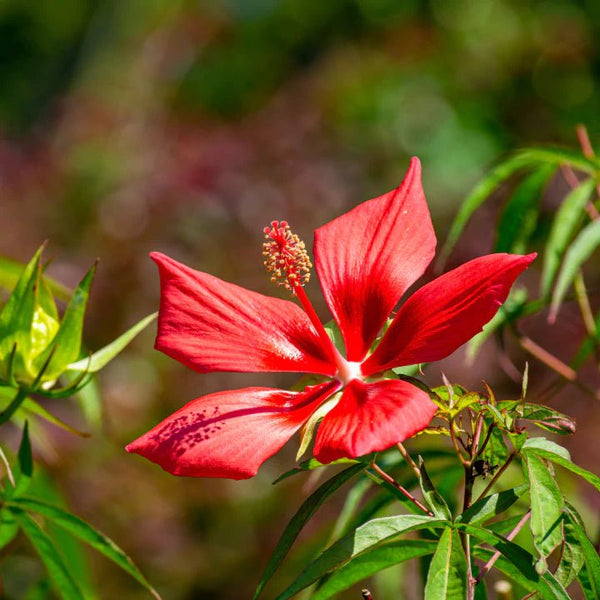 scarlet-hibiscus-shrub-