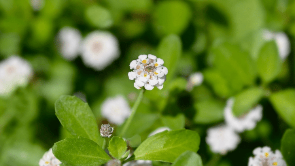 24 Native Plants to Create a Buzzing Backyard Sanctuary in 2024