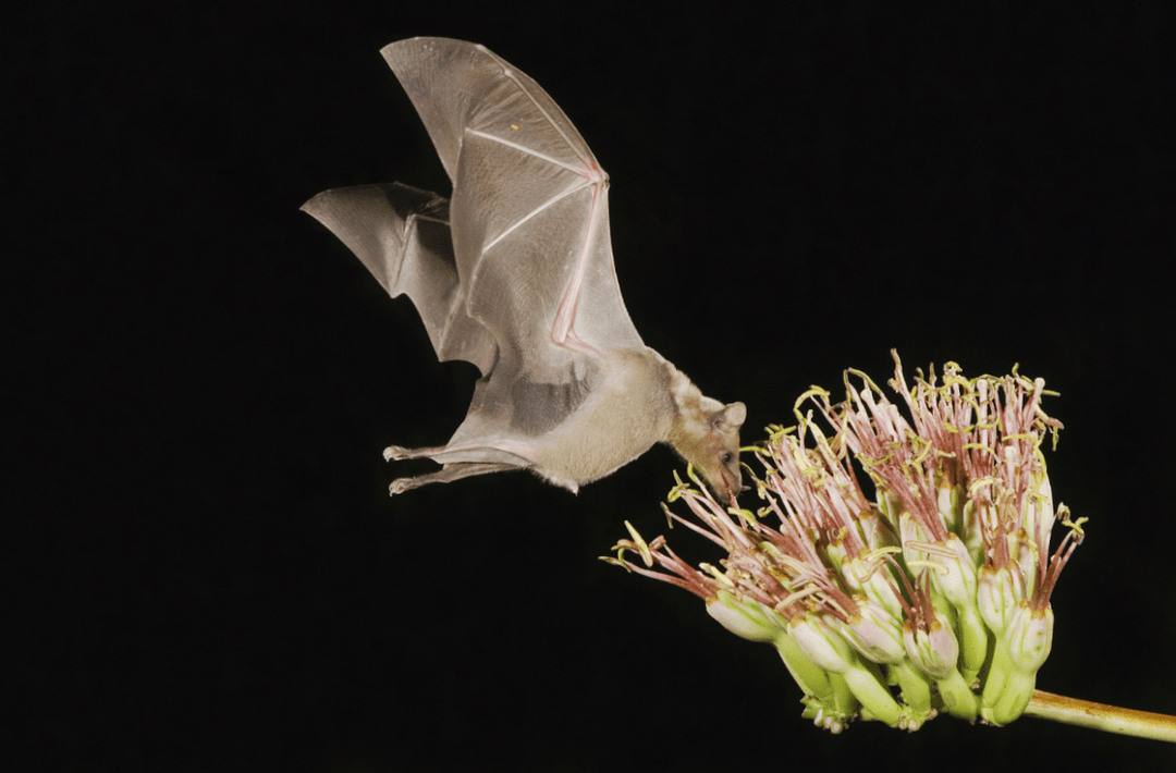 Bats Creation