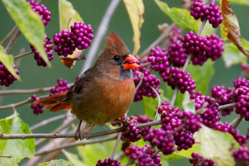 Best Native Berry Producing Shrubs: How to Attract More Wildlife to Your Garden - Garden for Wildlife