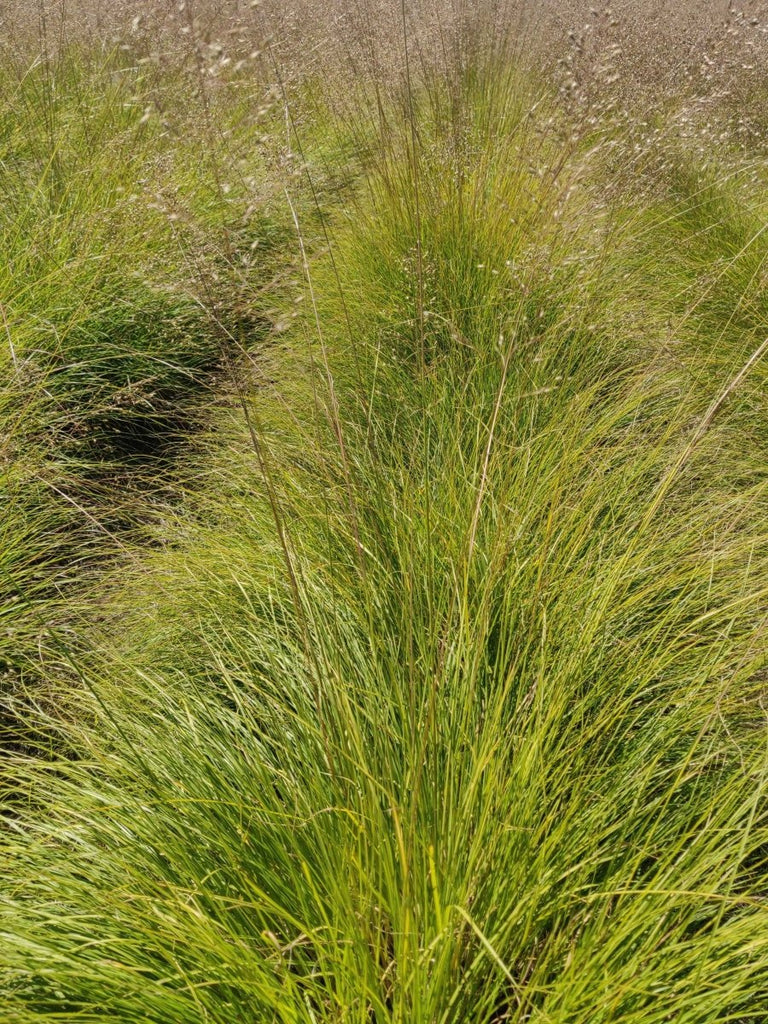 Beyond Flowers: Enhancing Wildlife Gardens with Native Grasses